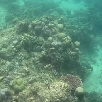 It’s Snorkeling Time! 🐠