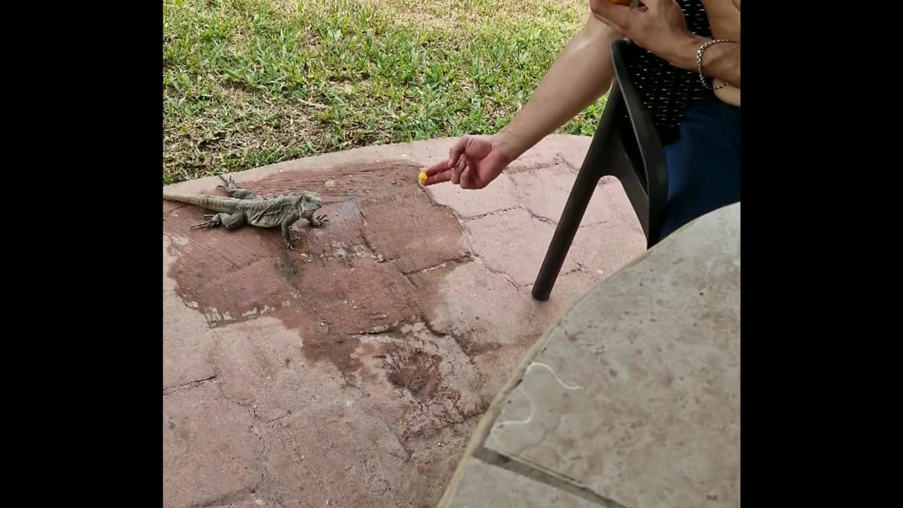 Iguana bit off his finger