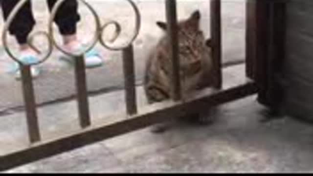 Baby cats, cute and funny baby cat