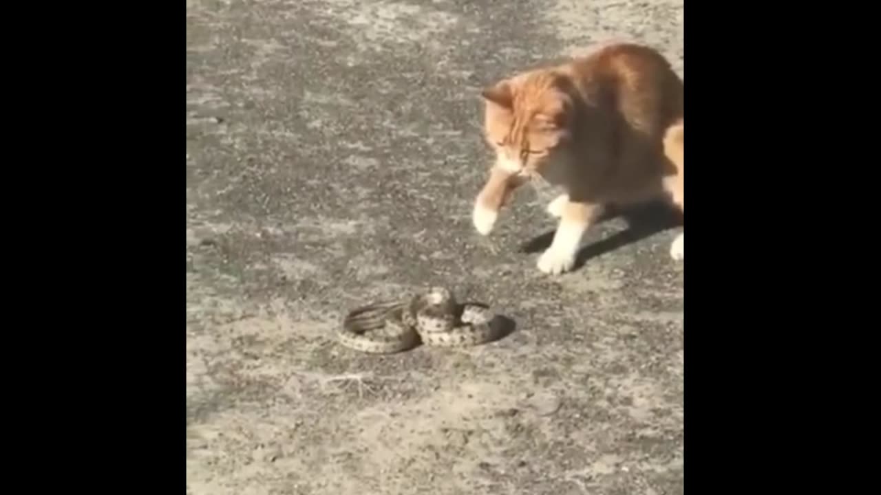 Cat vs snake