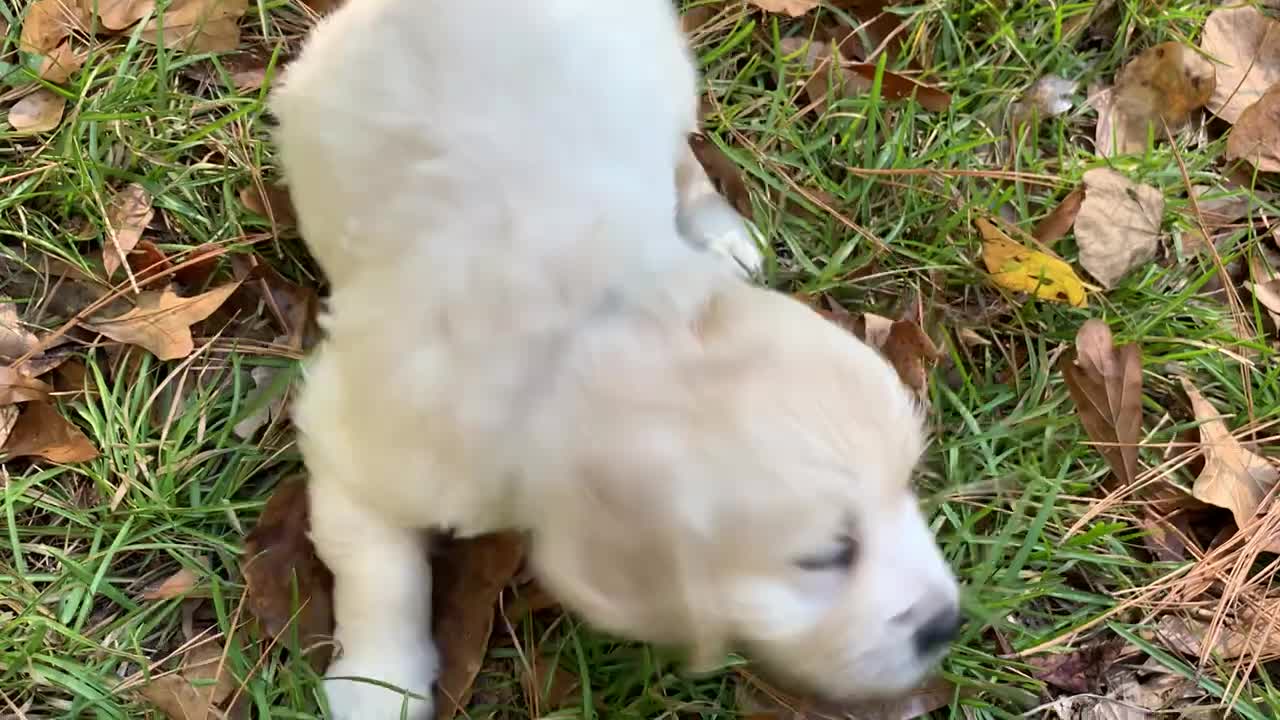 Thunder (royal blue) and Louie (light blue) (1)