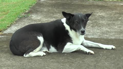 Lindo Cão