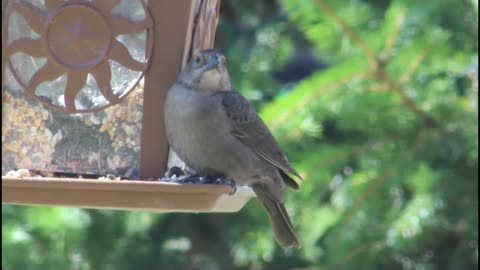 Brown Headed Cowbirds - A Brood Parasite