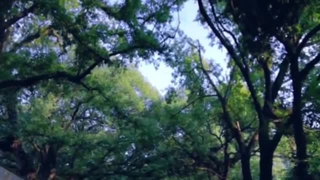 listen to the sound of nature, wish you a good dream good night