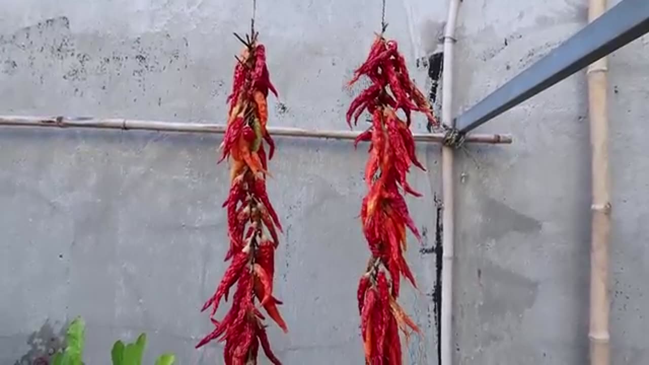 Easy Growing Pepper's in plastic bottles in home