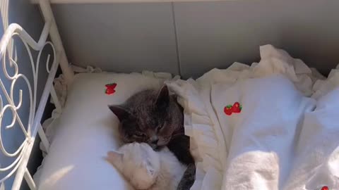 Cat's love story