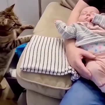 Cat chat 🐱 vs biby