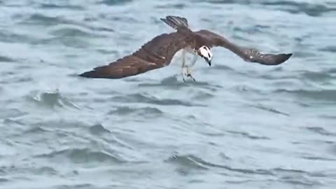 Eagle Target fish amazing clip