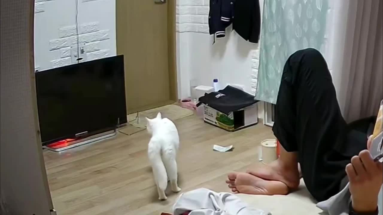 Cat Ninja Kicks Reflective Threat in TV