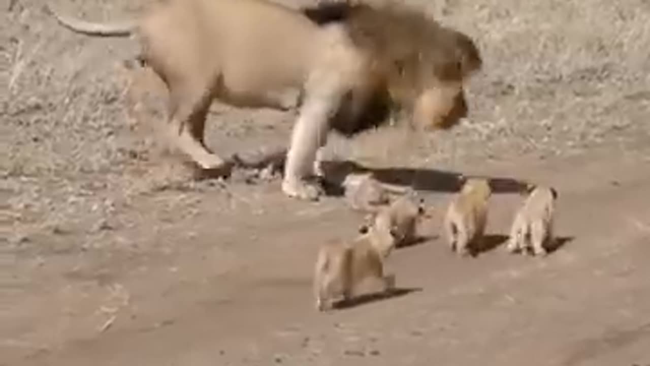 Lion dad tries to ditch his kids 😩 Video by Serengeti