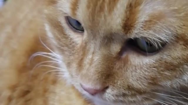 Funny pet video cat and mouse