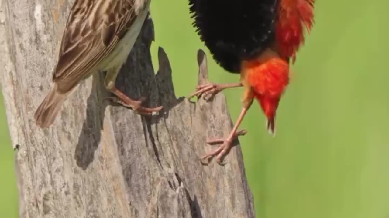 Southern Red Bishops Have A Very Interesting Courtship Ritual The Male Shows Off With A With A Flashy Flight Rapid Call And Fluffed Feathers