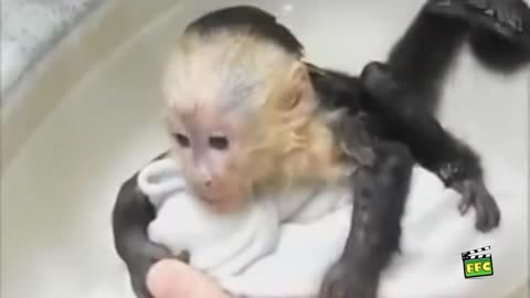 Animal Bath Time