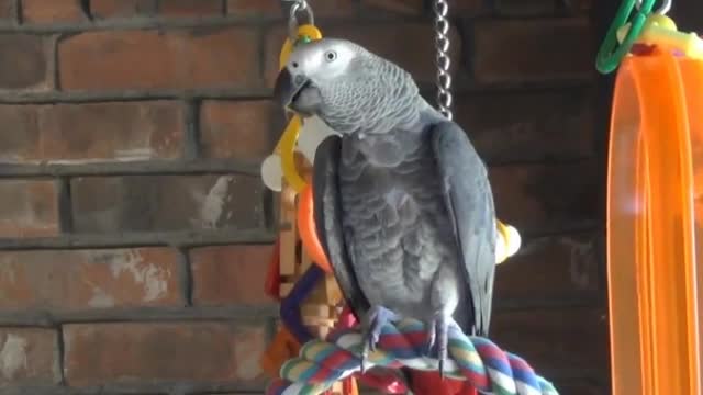 Talking parrot asks squirrel to speak