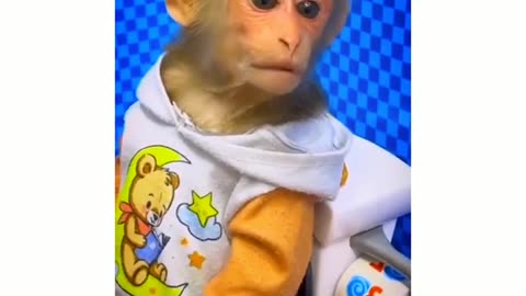 Funny Animal Monkey Video