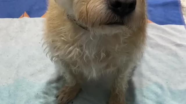 Pit Bull Wants To Go Play In The Rain