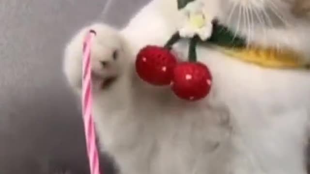 funny videos of birthday cats