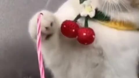 funny videos of birthday cats