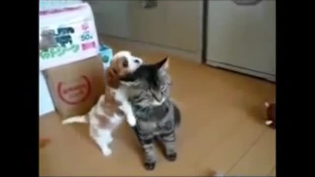 Love between dog and cat
