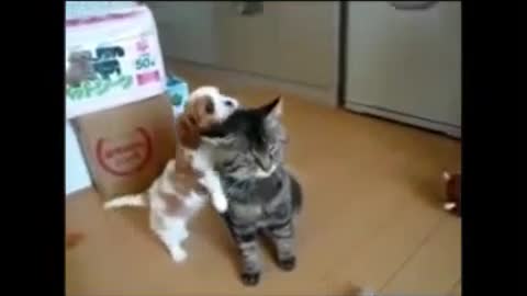 Love between dog and cat