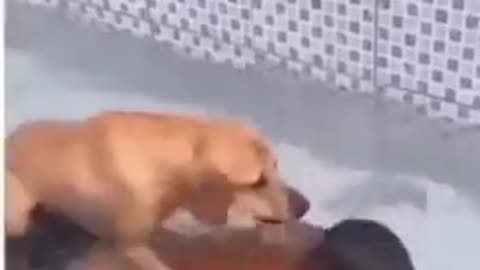 Funny cat and dog