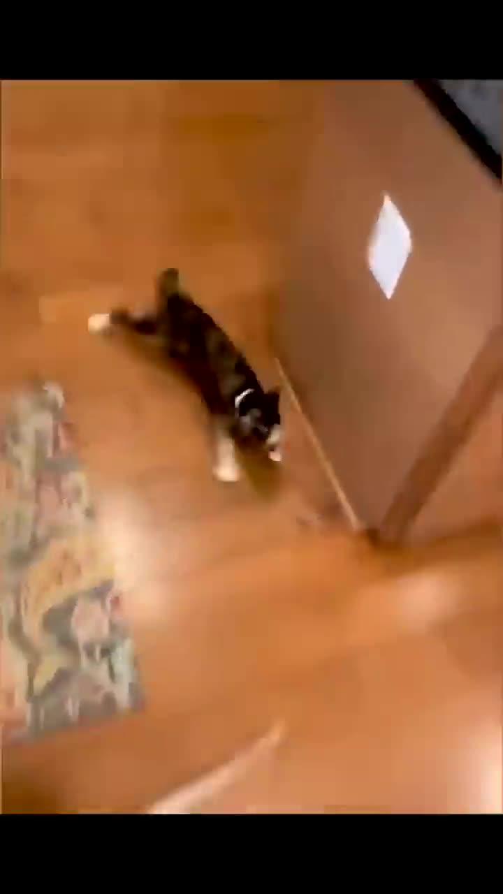 funny video