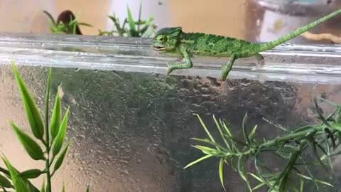 Baby CHAM strolls around eating snacks