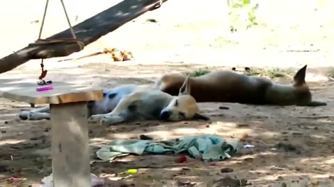 Fake Lion & Tiger Prank on Dog