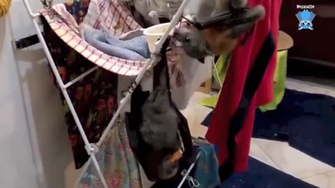 Rescuing & caring for baby flying-foxes Plenty O'Toole & Irish Eyes