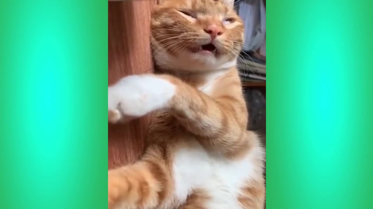 The Best Funny Cat Videos Of The 2023 - Funny Cats Compilation #40