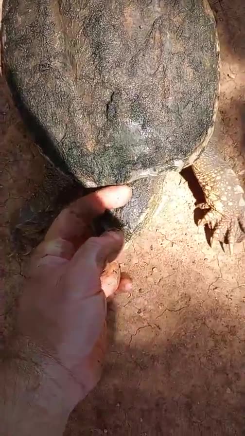 𝚂𝚗𝚊𝚙𝚙𝚒𝚗𝚐 𝚃𝚞𝚛𝚝𝚕𝚎 𝙼𝚒𝚜𝚜𝚒𝚗𝚐 𝙿𝚊𝚛𝚝 𝚘𝚏 𝚂𝚔𝚞𝚕𝚕 😲 𝓦𝓲𝓬𝓱𝓲𝓽𝓪 𝓕𝓪𝓵𝓵𝓼 𝓡𝓮𝓹𝓽𝓲𝓵𝓮 𝓡𝓮𝓼𝓬𝓾𝓮