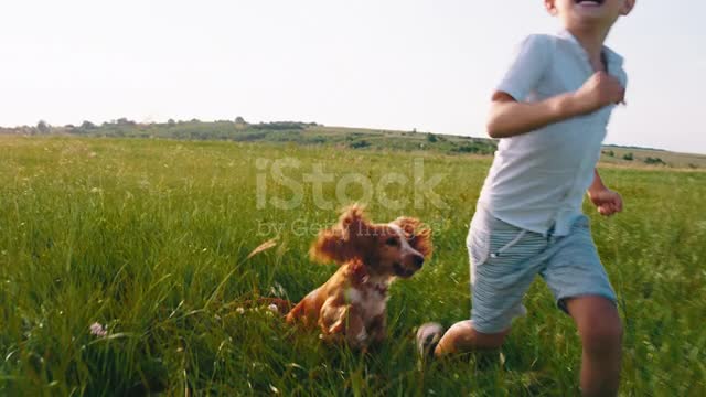 little dog playing with friend