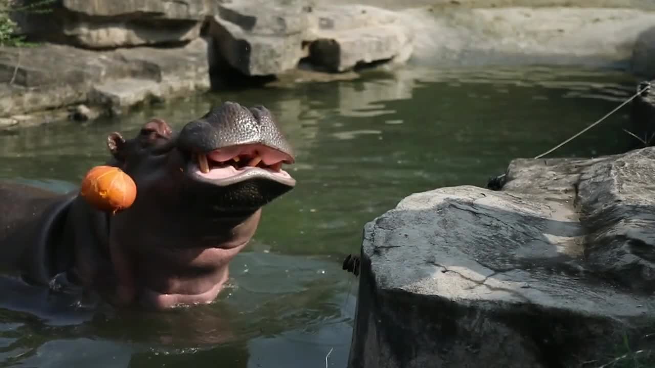 Perfect missing hippo