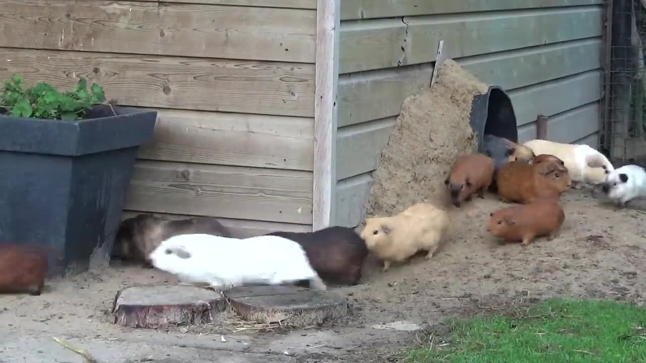 Guinea pig herd having breakfast and dinner