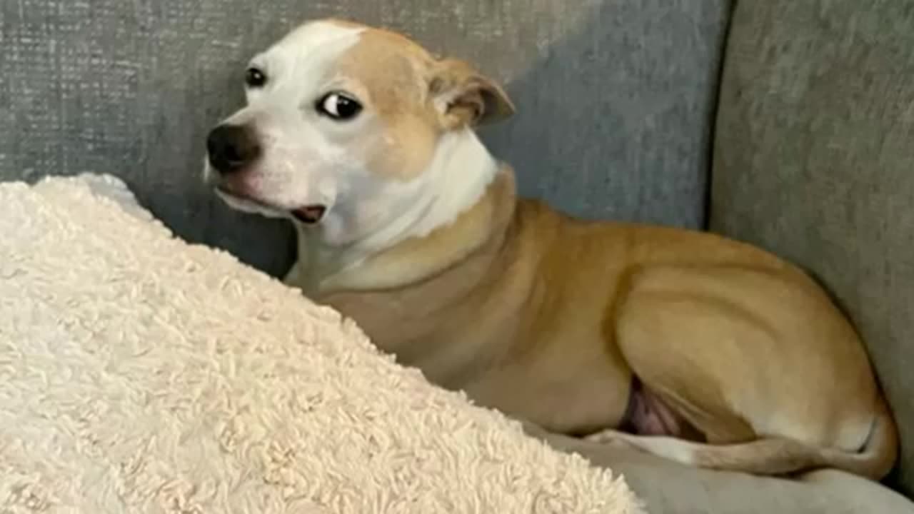 Can’t Stop Laughing: The Funniest Dogs on the Internet! New Funniest Animal Videos