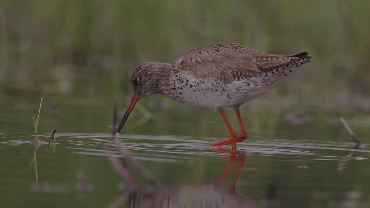 The Redshank: Close Up HD Footage (Tringa totanus)