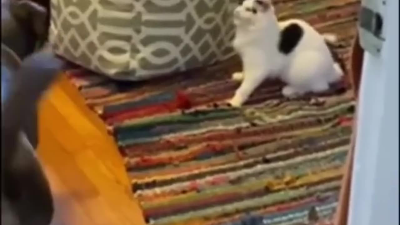 funny pet