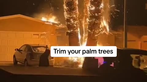Palm Tree on Fire.