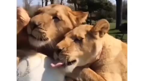 É Muito Amor e Sentimentos Nobres...