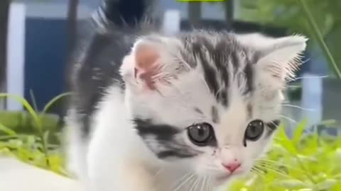 Cute Cat 🐈...