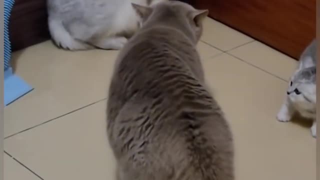 two Funny cats fight together