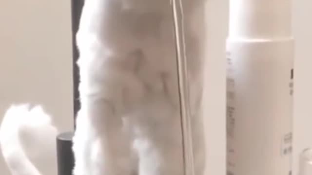 Cute and funny animals short videos