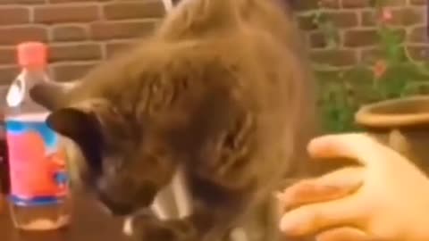 Funny cat washing it's hand in the glass