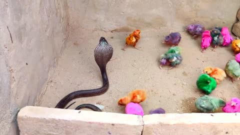 Black cobra vs baby chicken : see full video