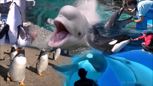 古屋港水族館のスペシャルメドレー