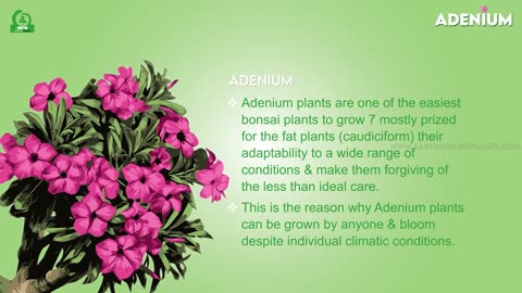 Adenium