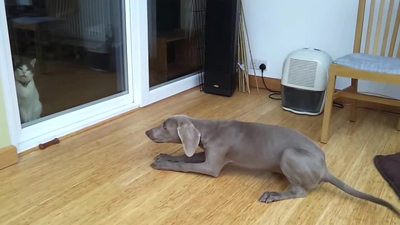 Weimaraner trying to play with cat