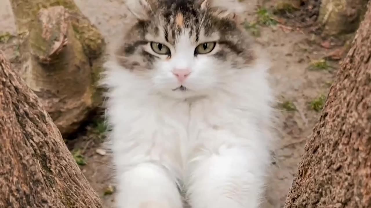 Cute Kitten Sharpening Claws on a Tree!