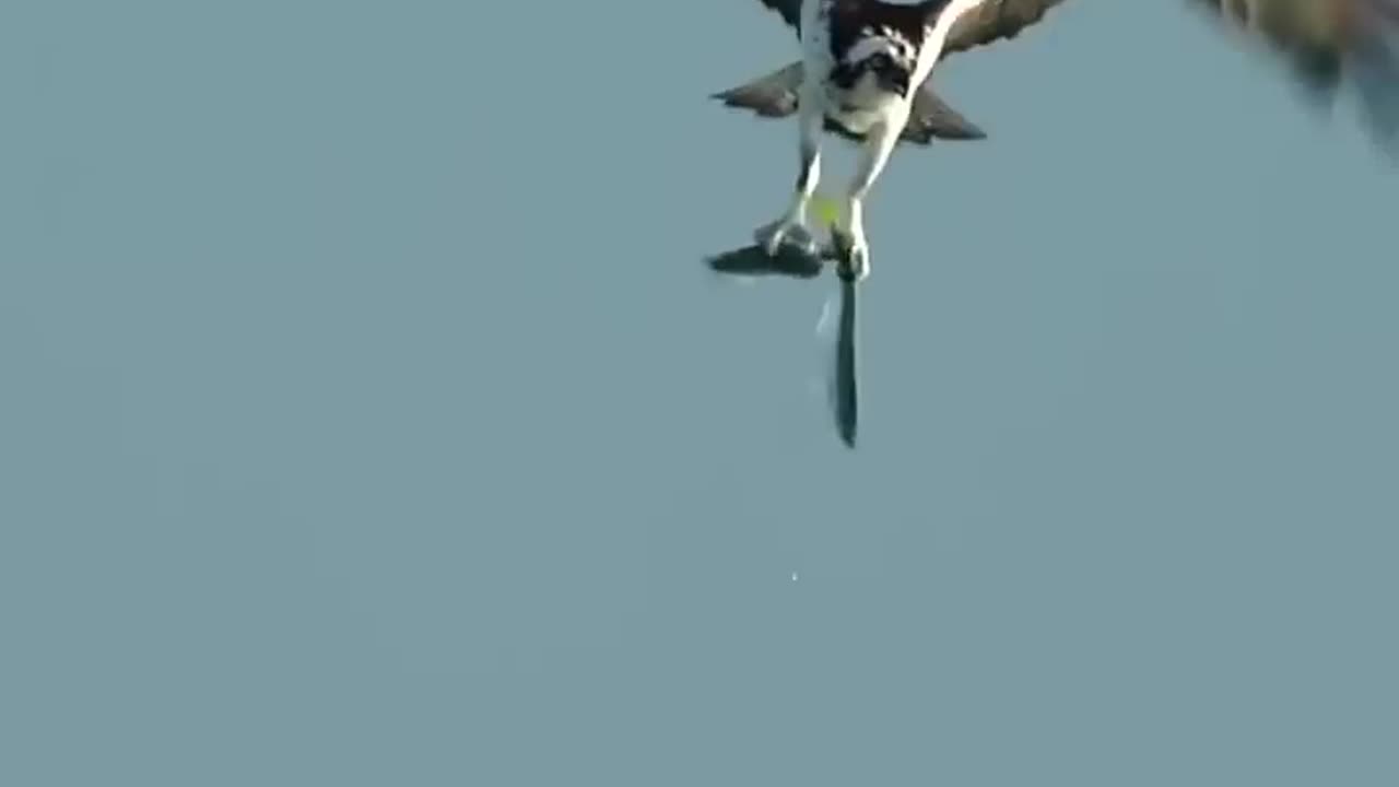 Best Eagle 🦅 attack #2