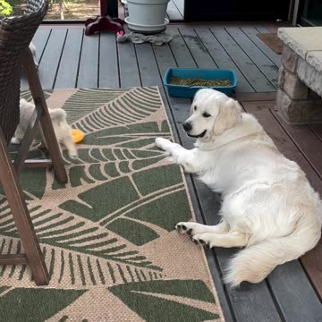 Little puppy playing with mom ❤️